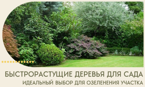 Быстрорастущие деревья для сада идеальный выбор в Тейково
