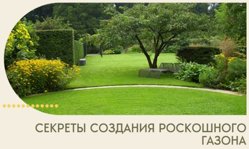 Секреты создания роскошного газона в Тейково